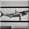 A03. Pete's Fish Prints large scale Gyotaku shark print. 46” x 102” 